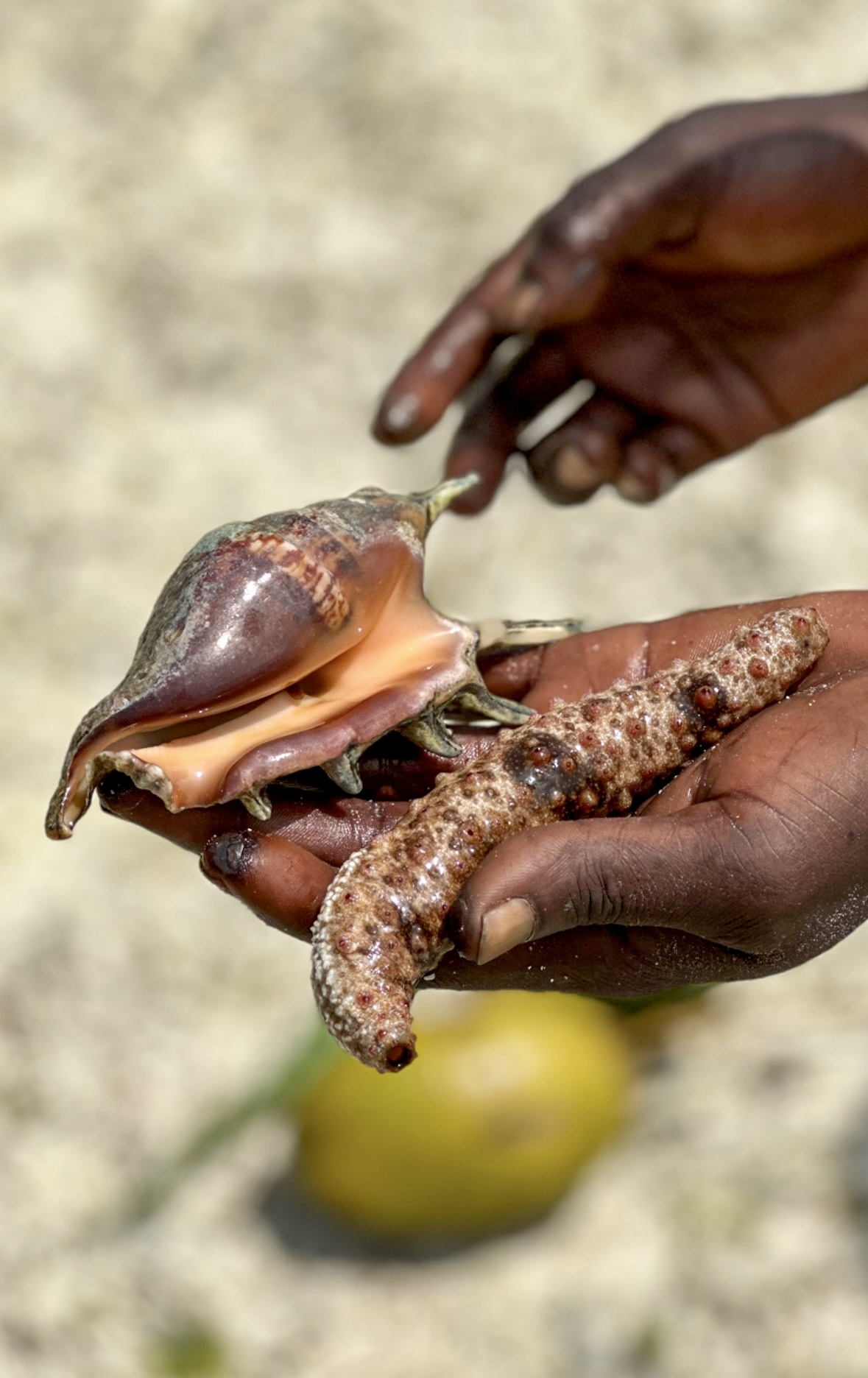 Merimakkara ja kotilo Kenian Diani Beachilla